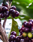 Guatemala, La Paloma