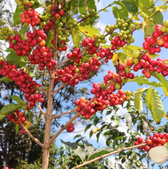 Kenya, Ichuga AA