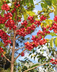 Kenya, Ichuga AA