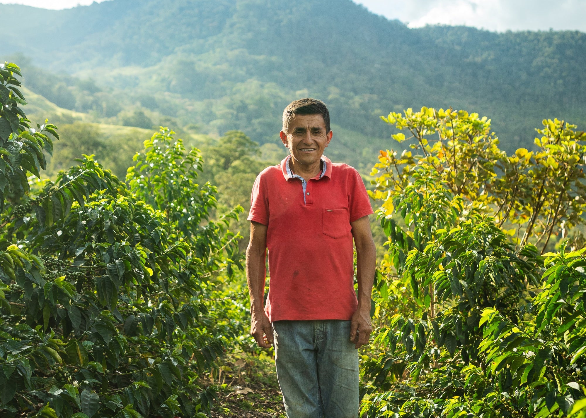 A man wearing a red polo shirt and blue jeans stands on a farm path surrounded by lush green plants, with mountains in the background under a cloudy sky.
