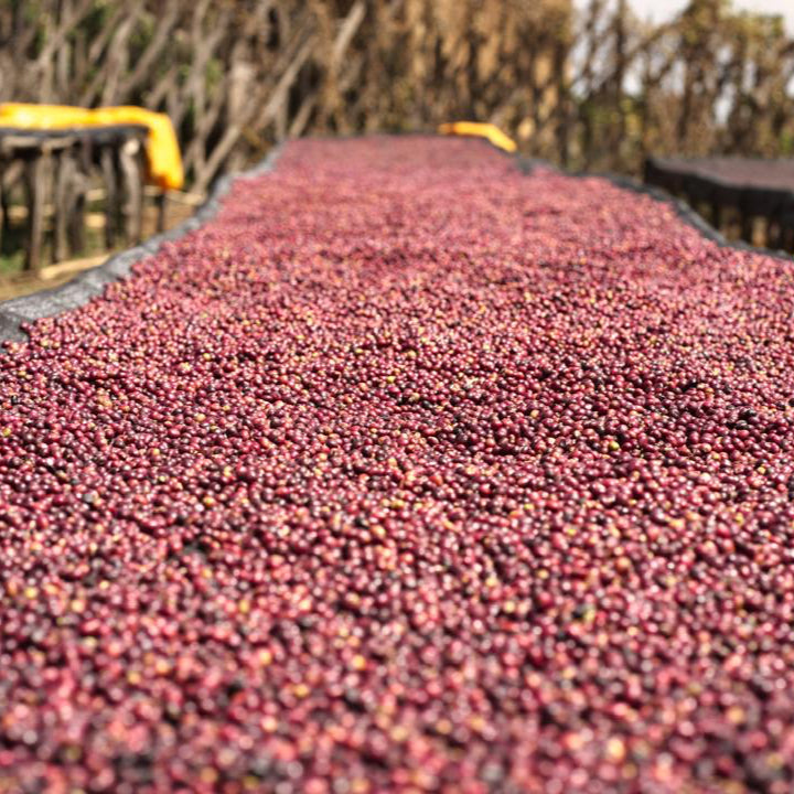 Ethiopia, Riripa
